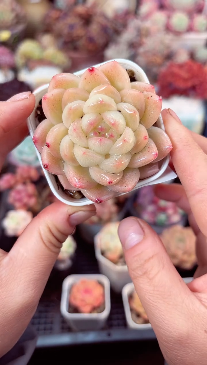 【闪购商品】7868单头多肉