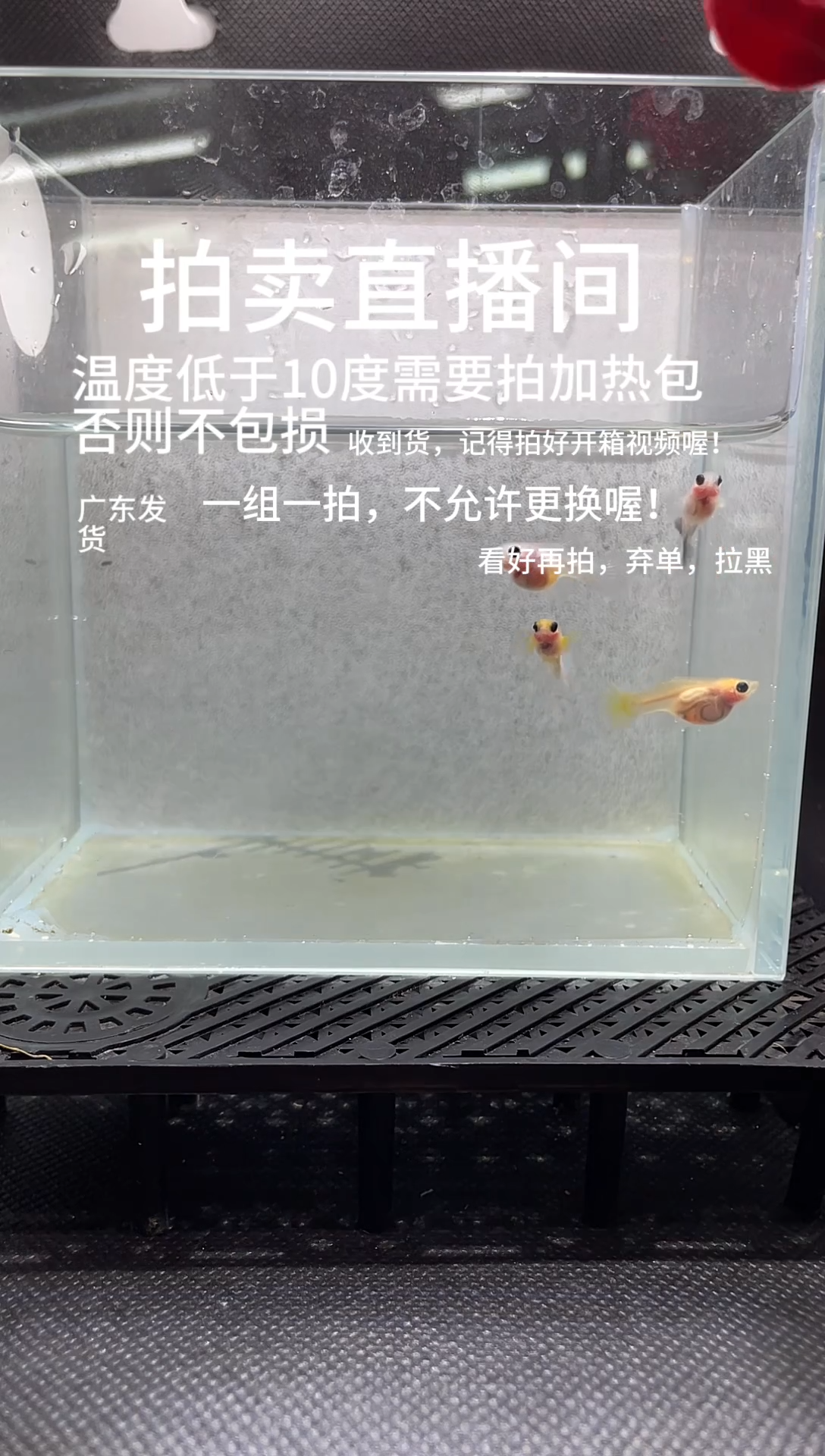 孔雀鱼黄肉加超透  四条  编号 10