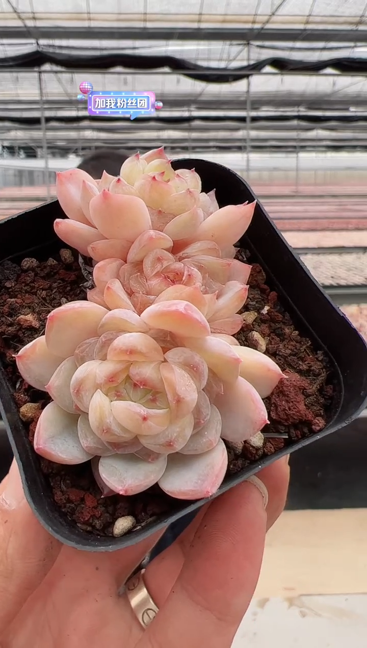 【闪购商品】新款多肉-84