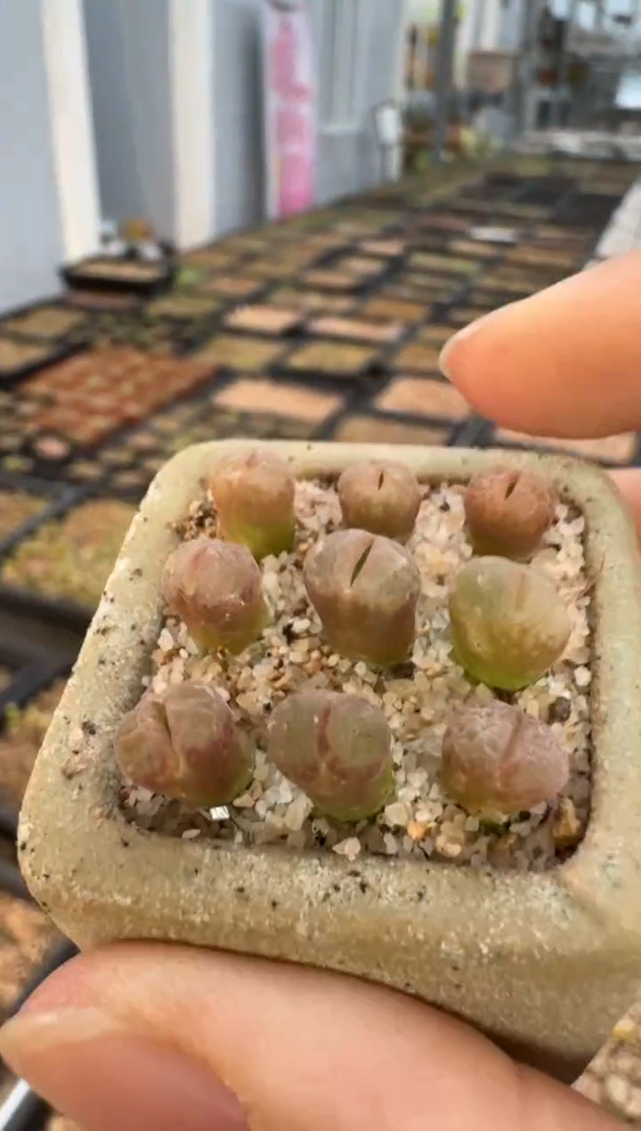 【闪购商品】4-83.