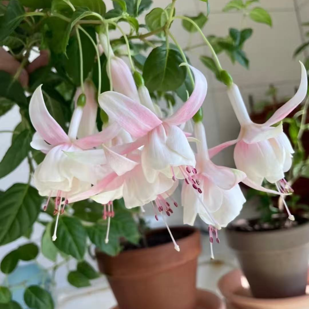 倒挂金钟【白雪公主】棒棒糖盆栽阳台庭院四季开花耐热植物