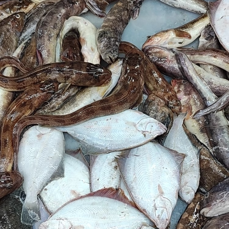 东港野生海杂鱼 杂瓣鱼 海鱼 新鲜 3斤/件