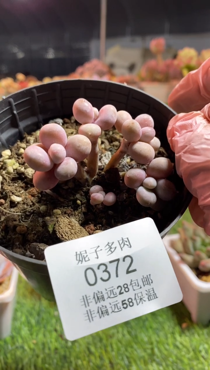 【闪购商品】0372a