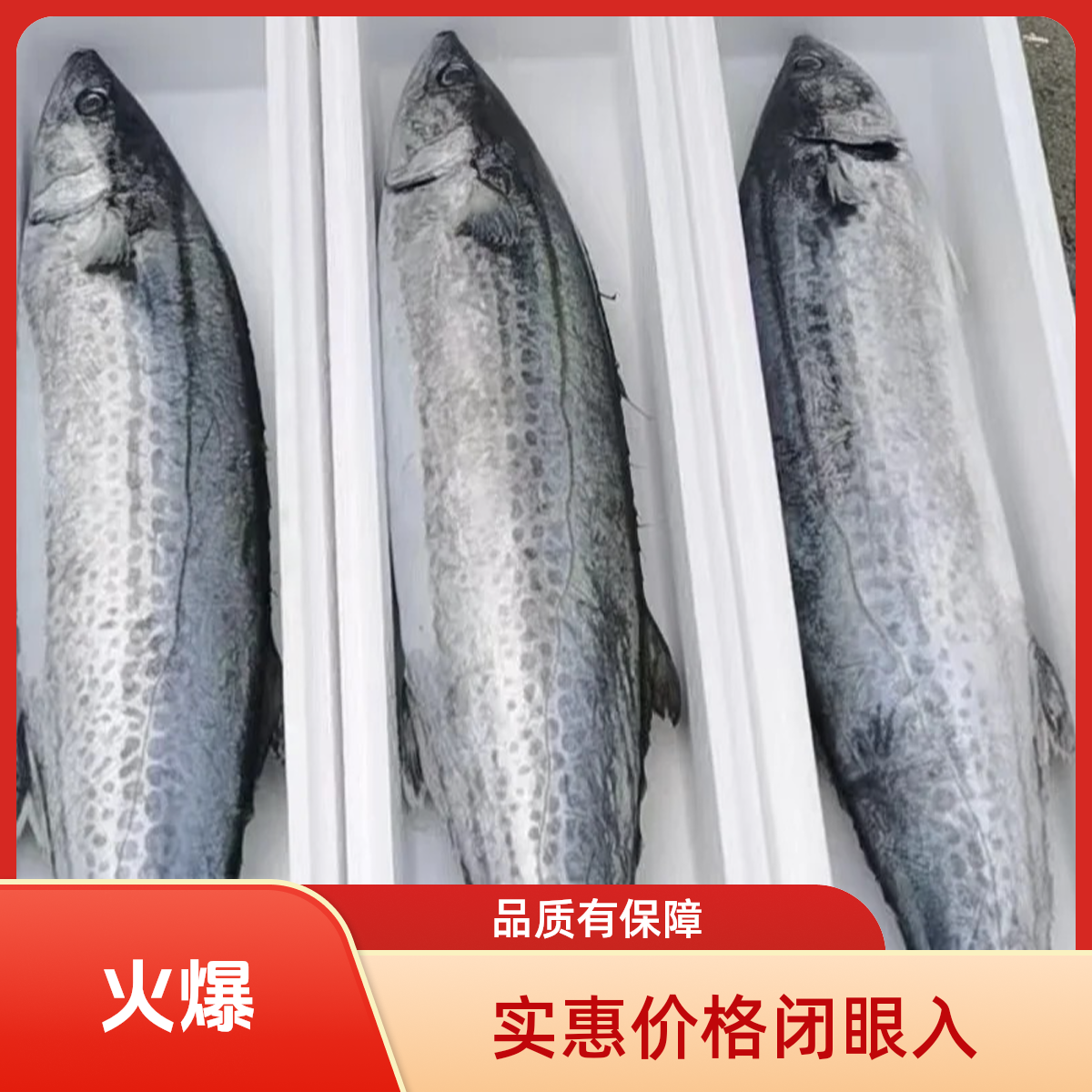 【一斤至一斤半鲅鱼（马鲛鱼）】山东日照海捕鲜鲅鱼三条