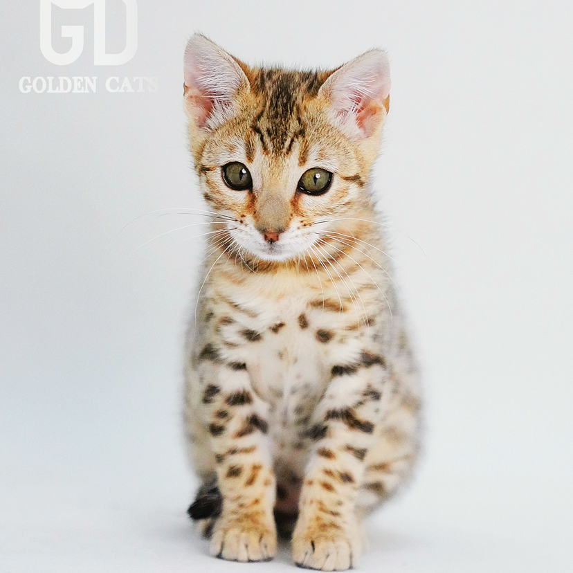 行走的小花猎豹亮金色贵公主雪色携带者 满天星