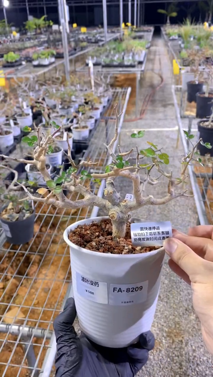 【闪购商品】波叶没药FA-8209