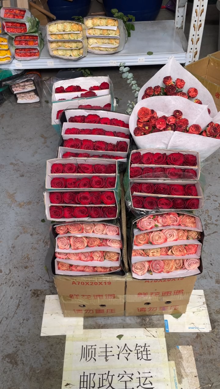 高原红4扎+卡布2扎+巧克力2扎+尤加利1扎