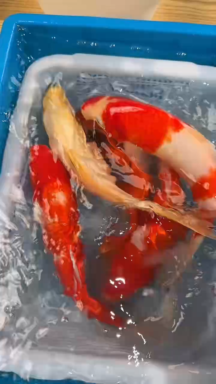 锦鲤秒拍秒付，占单飞机票B-25