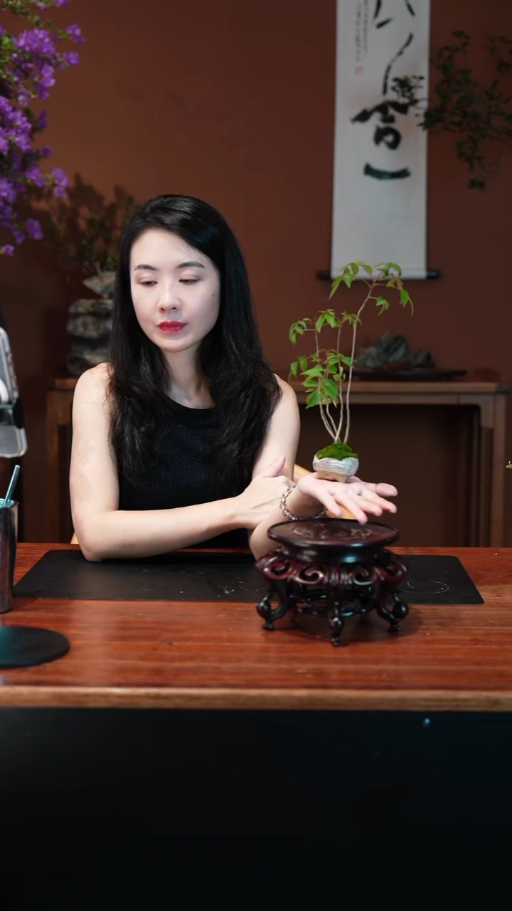 无花朵自*小槭树盆景盆景盆景