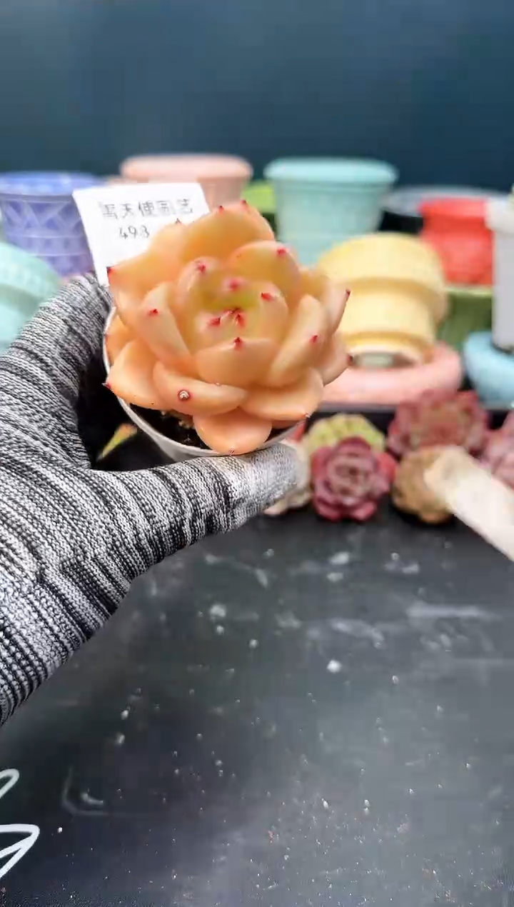 4  98 青山 （冠幅 6 cm）