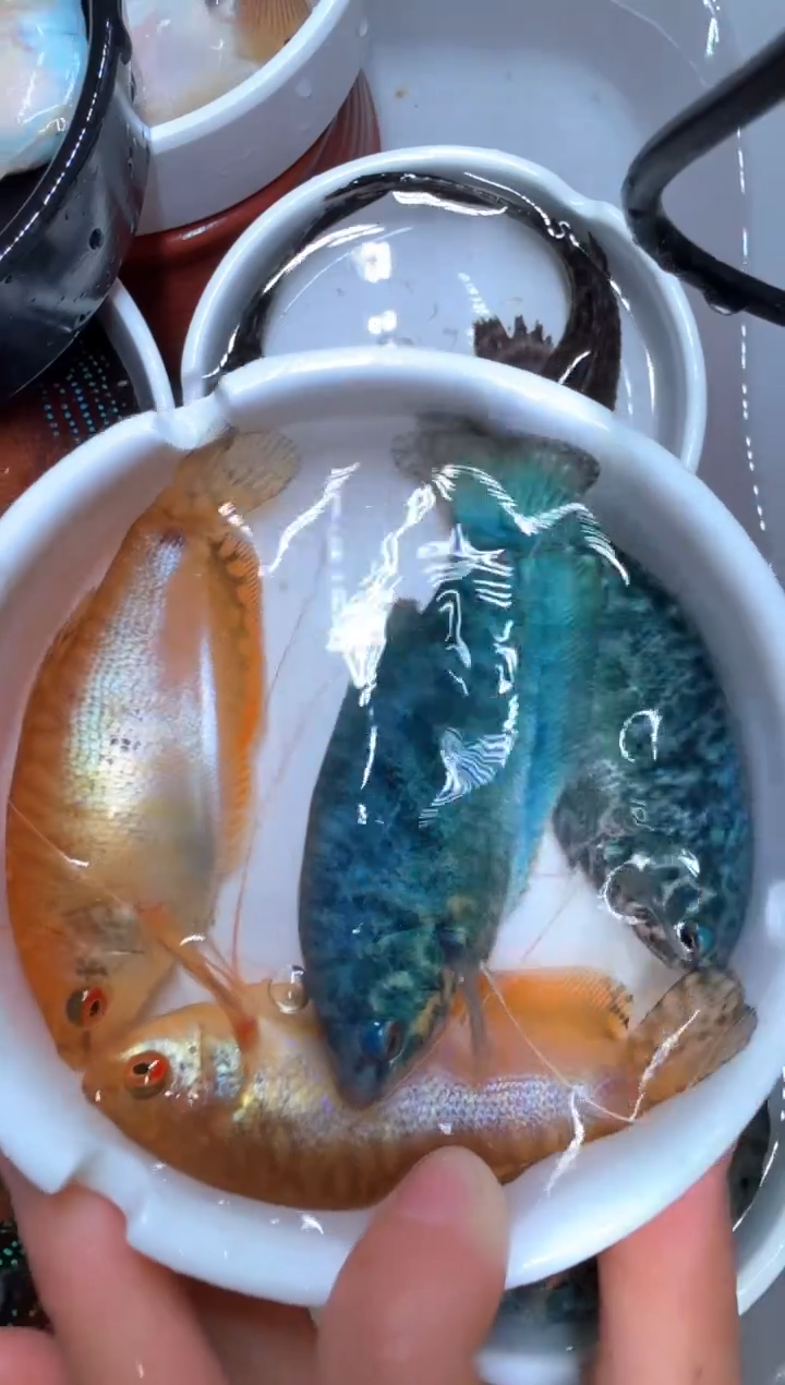 黄曼龙鱼曼龙 2黄4个蓝