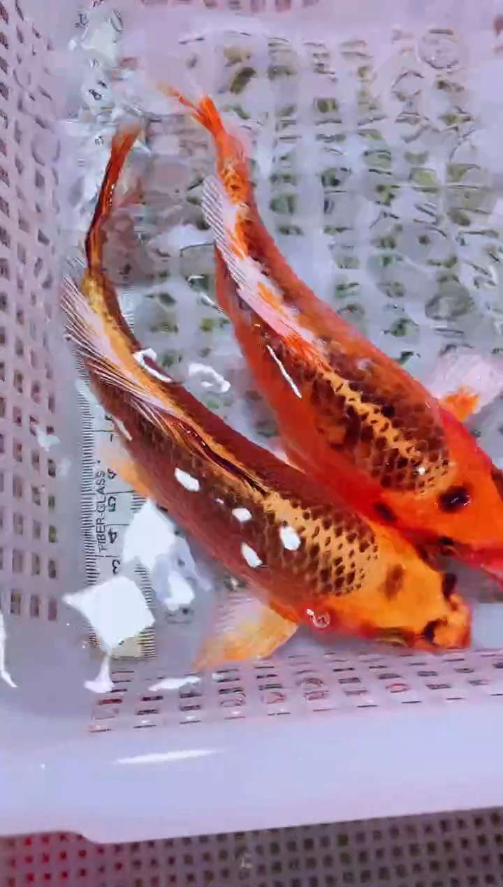 锦鲤血统锦鲤全场包邮78