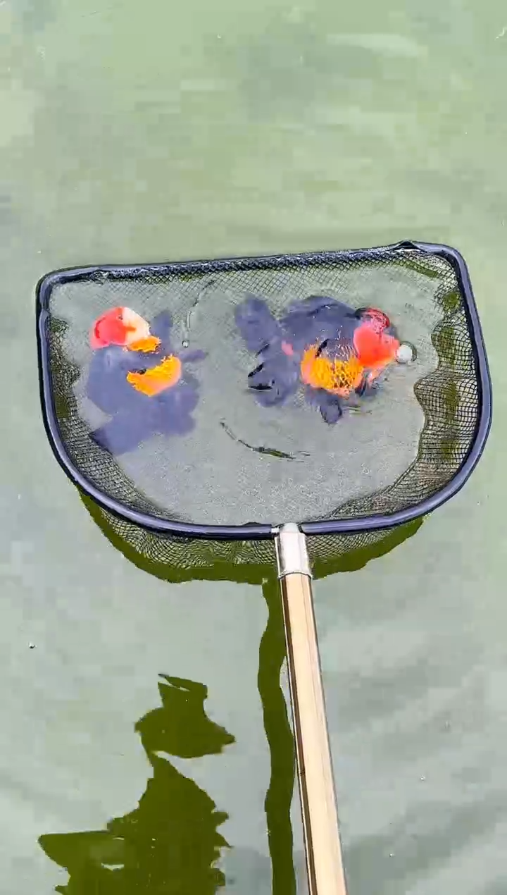 金鱼困*水娃娃渔场兰寿观赏鱼 不包邮