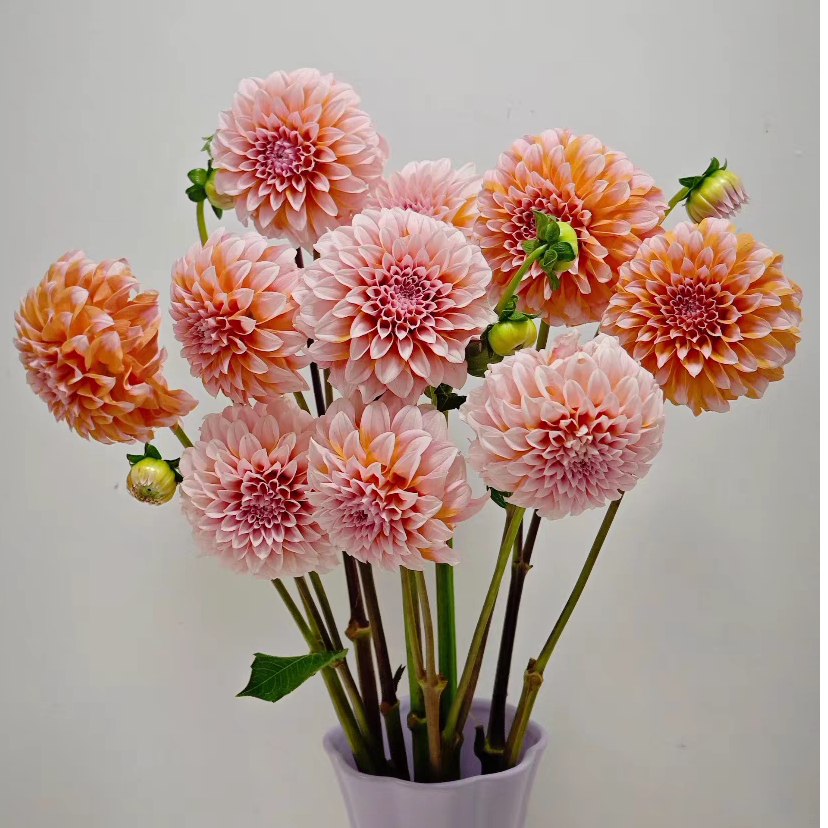 【大丽花】云南鲜花