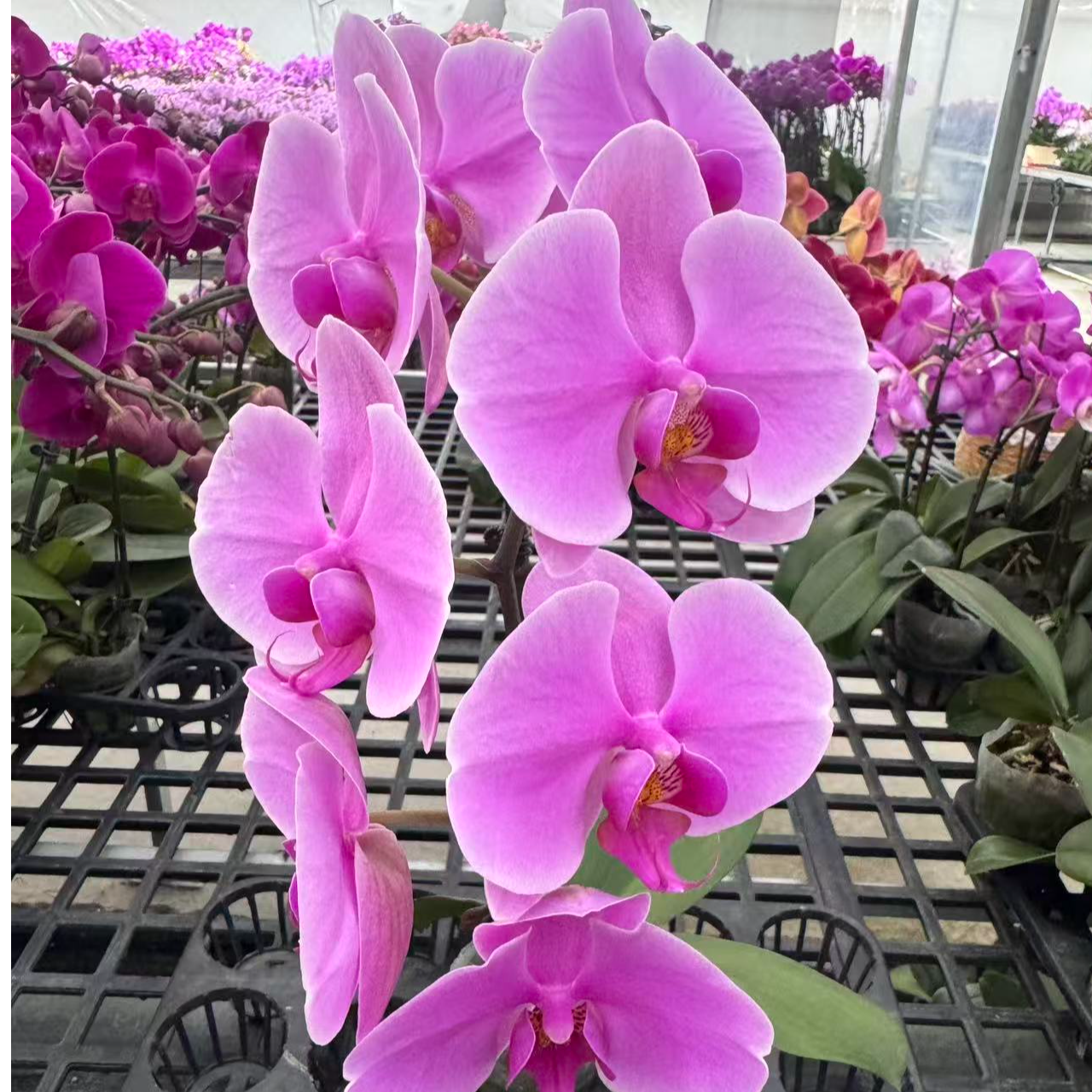 蝴蝶兰【粉宝图】鲜花盆栽室内观赏花花佛山基地直发好养易活