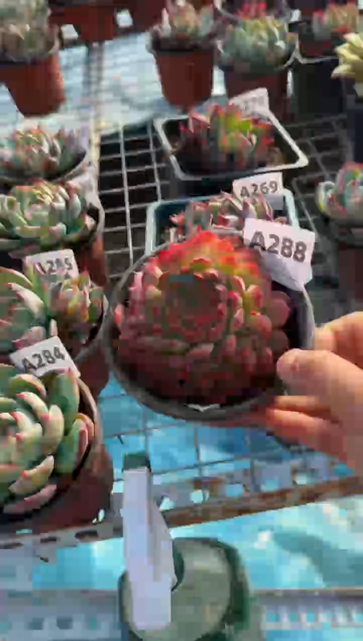 【闪购商品】A288朱砂痣（裸根发货）