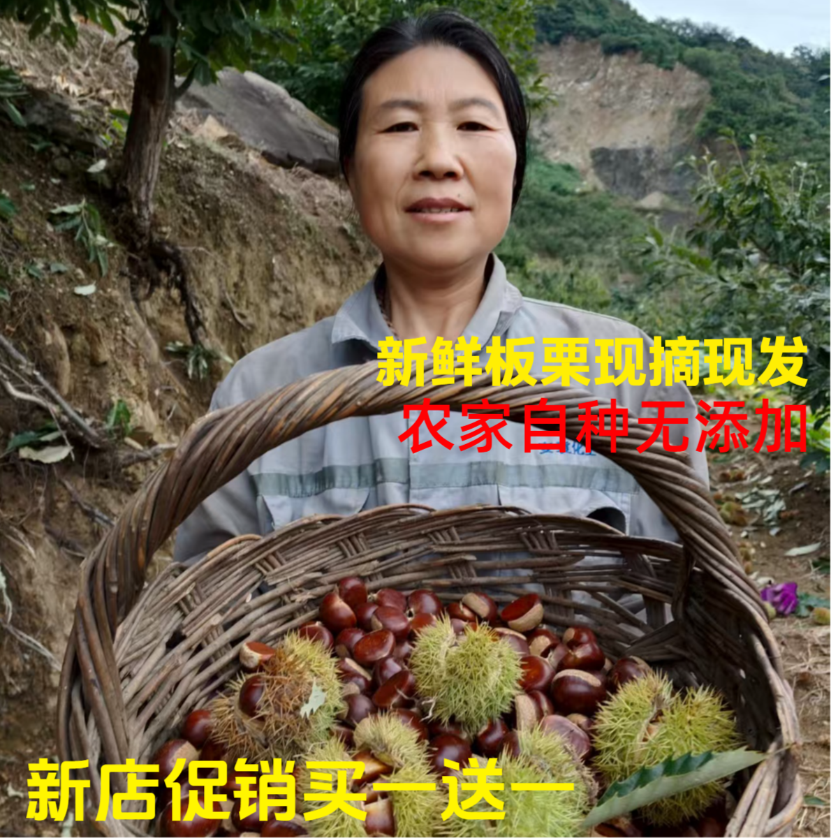 【一斤体验装】【真山地板栗生板栗】新鲜现摘清脆鲜甜生栗燕山板栗