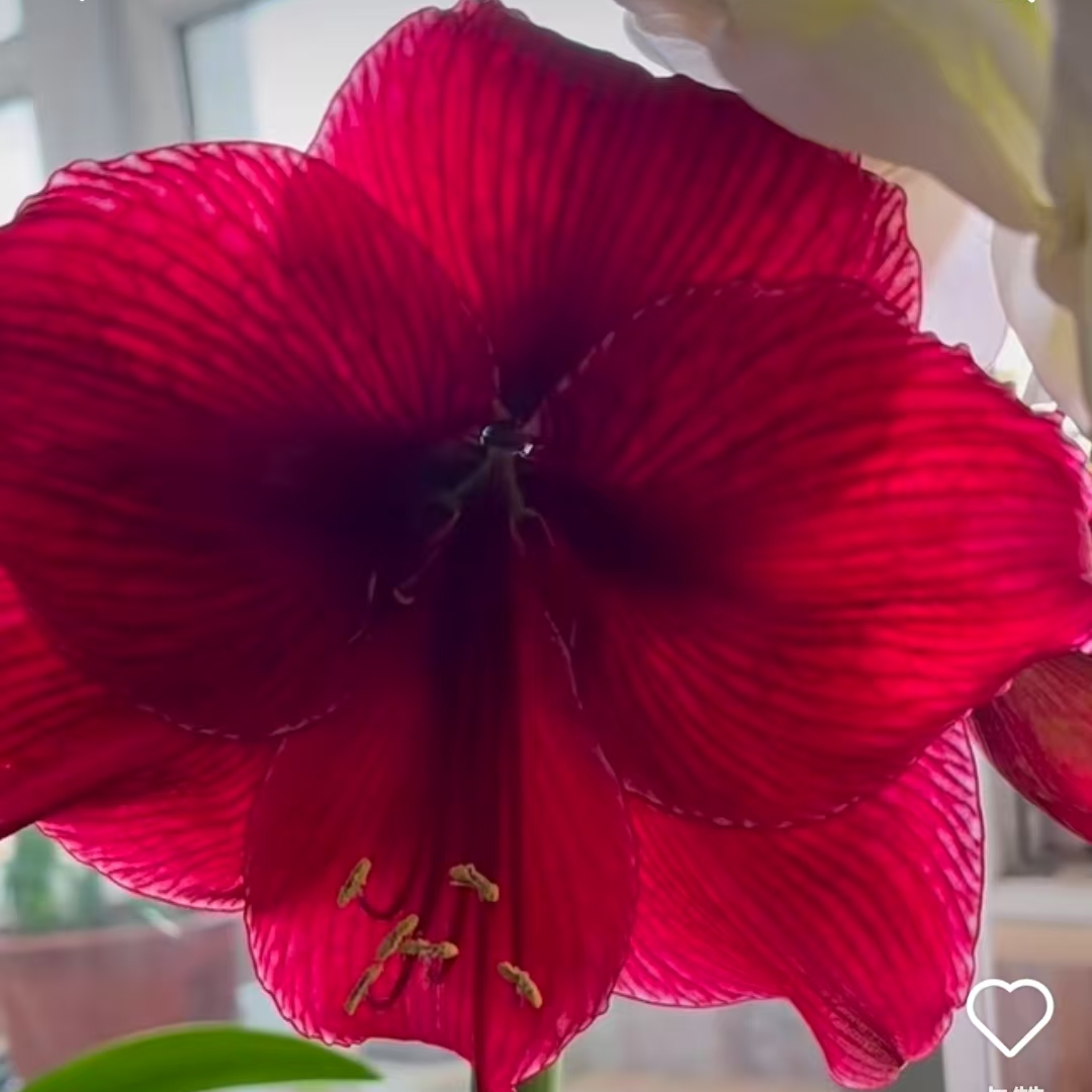 【发簪】★朱顶红种球室内外盆栽花卉种植原生根系叶子