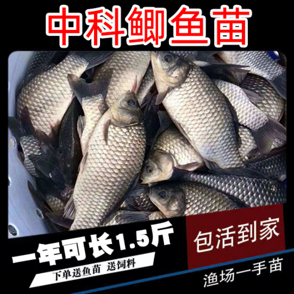 中科5号鲫鱼苗黄金工程大阪鲫银鲫淡水活体养殖可过冬
