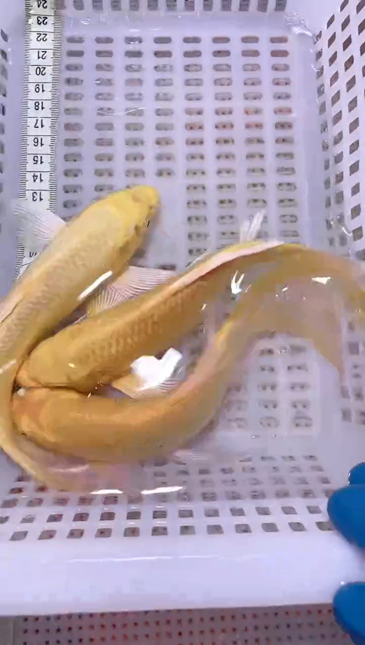 锦鲤血统锦鲤全场包邮107