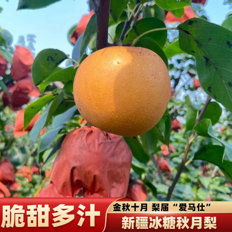 新疆阿克苏秋月梨新鲜梨子现摘现发应季水果脆甜多汁大果皮薄肉厚