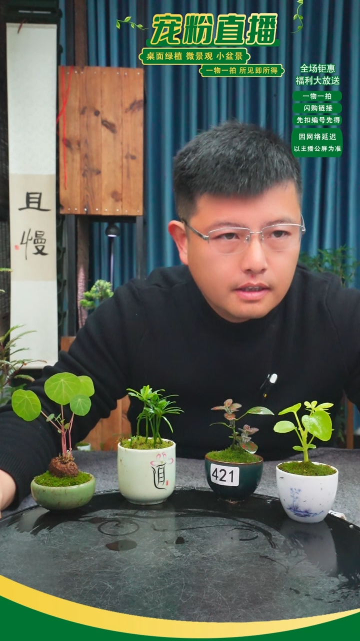 无花朵有*?苔藓微景观421号