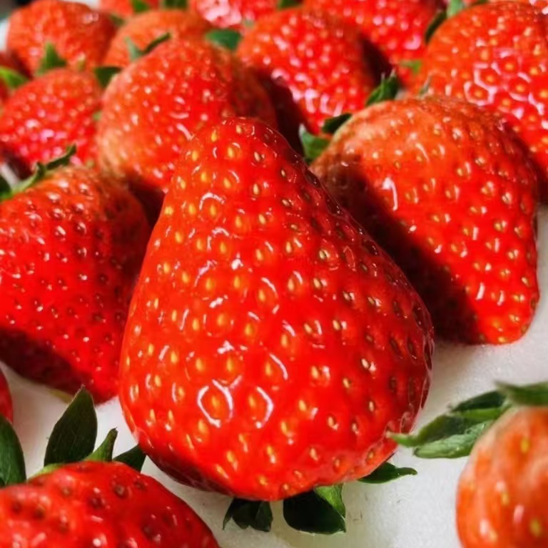 【薯乐园】丹东99红颜草莓新鲜香甜饱满