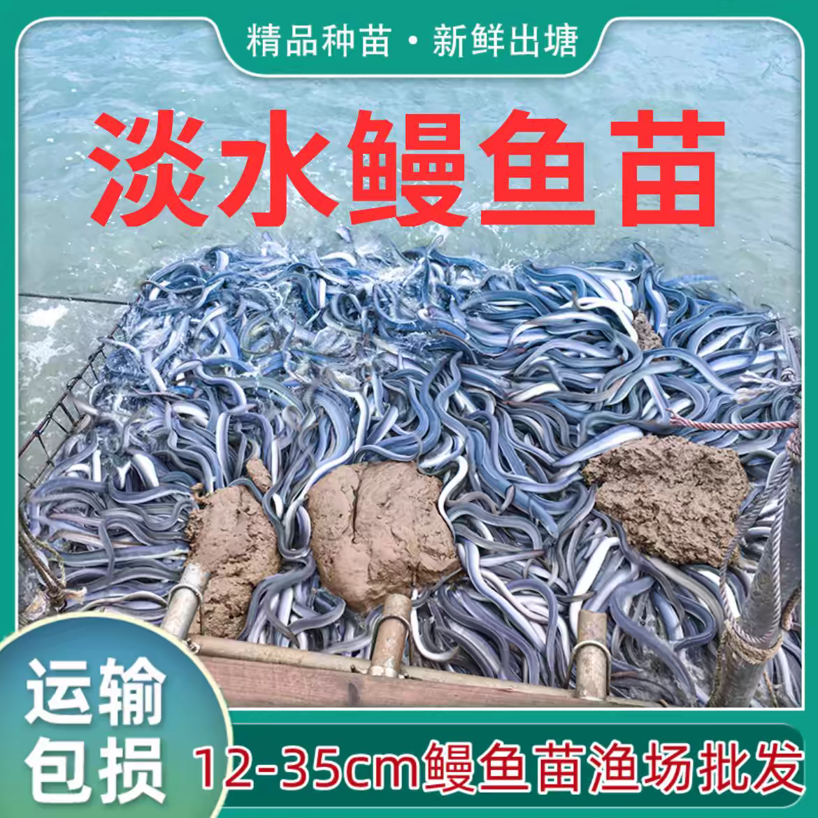 淡水鱼塘水库养殖河鳗鱼苗白鳗苗白鳝鱼苗花鳗苗活体包损江鳗观赏