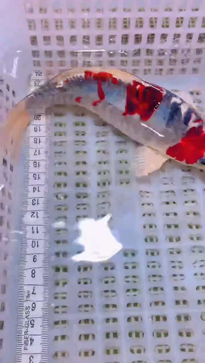 锦鲤冷水观赏鱼全场包邮142