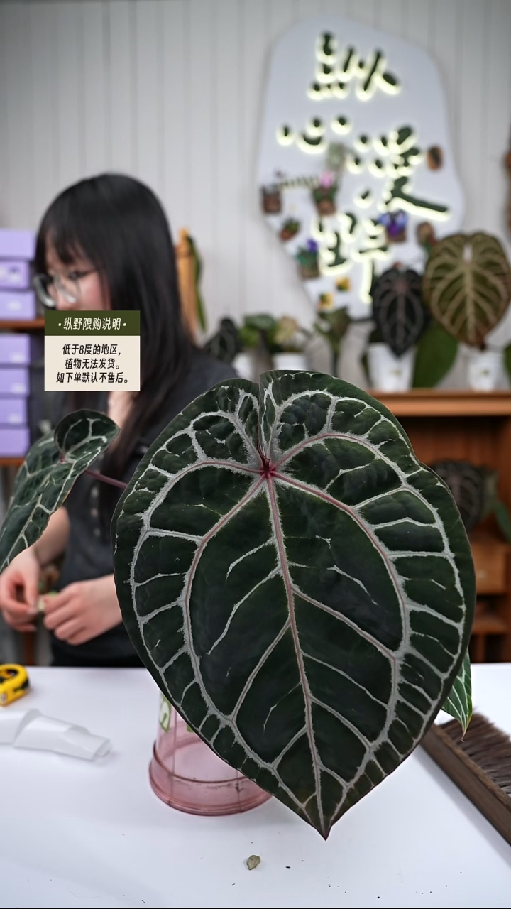 完全开放Y85红水晶