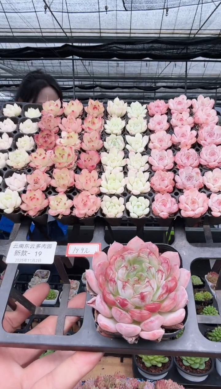 东云多肉园新款-19