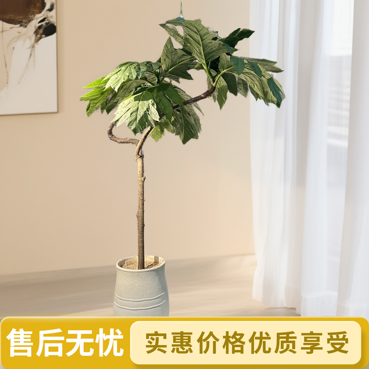 精选造型面包树绿植盆栽