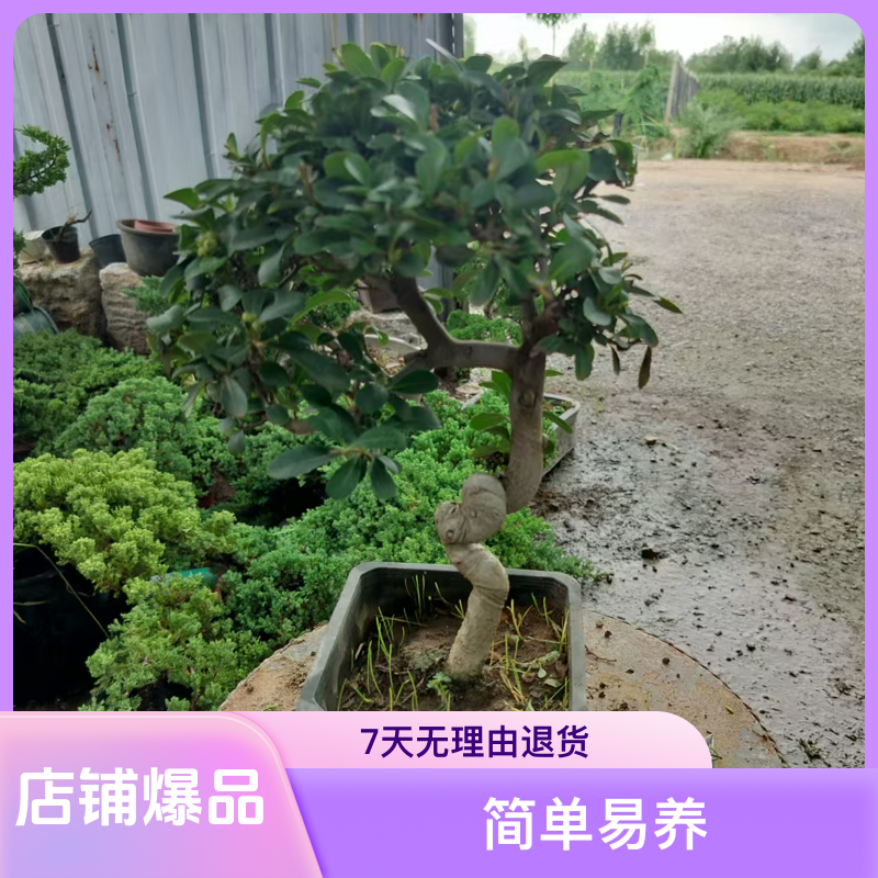 冬红果火棘老鸦柿蚂蝗桃金娘盆景老桩精品绿植花卉吸财树盆栽