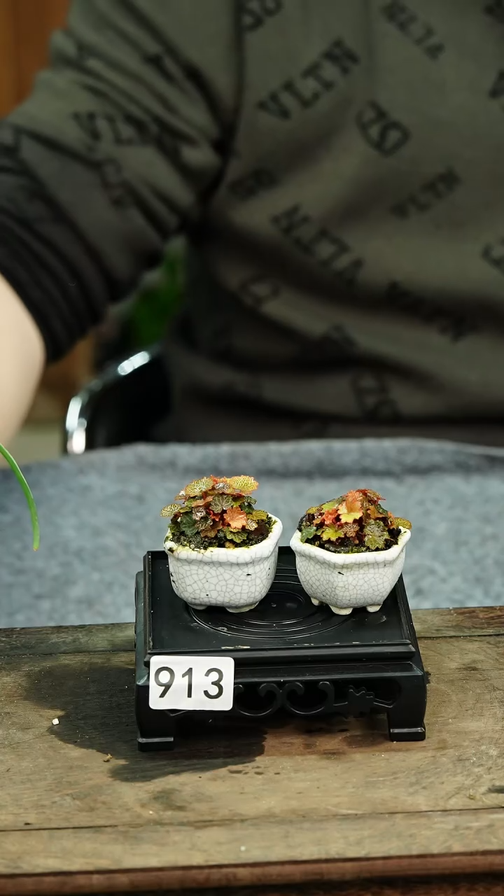 【闪购商品】苔藓微景观913号