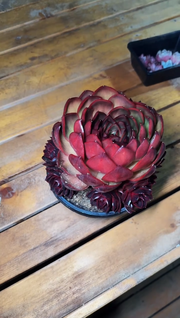 230#11头母本红灯群（18-25cm）脱土