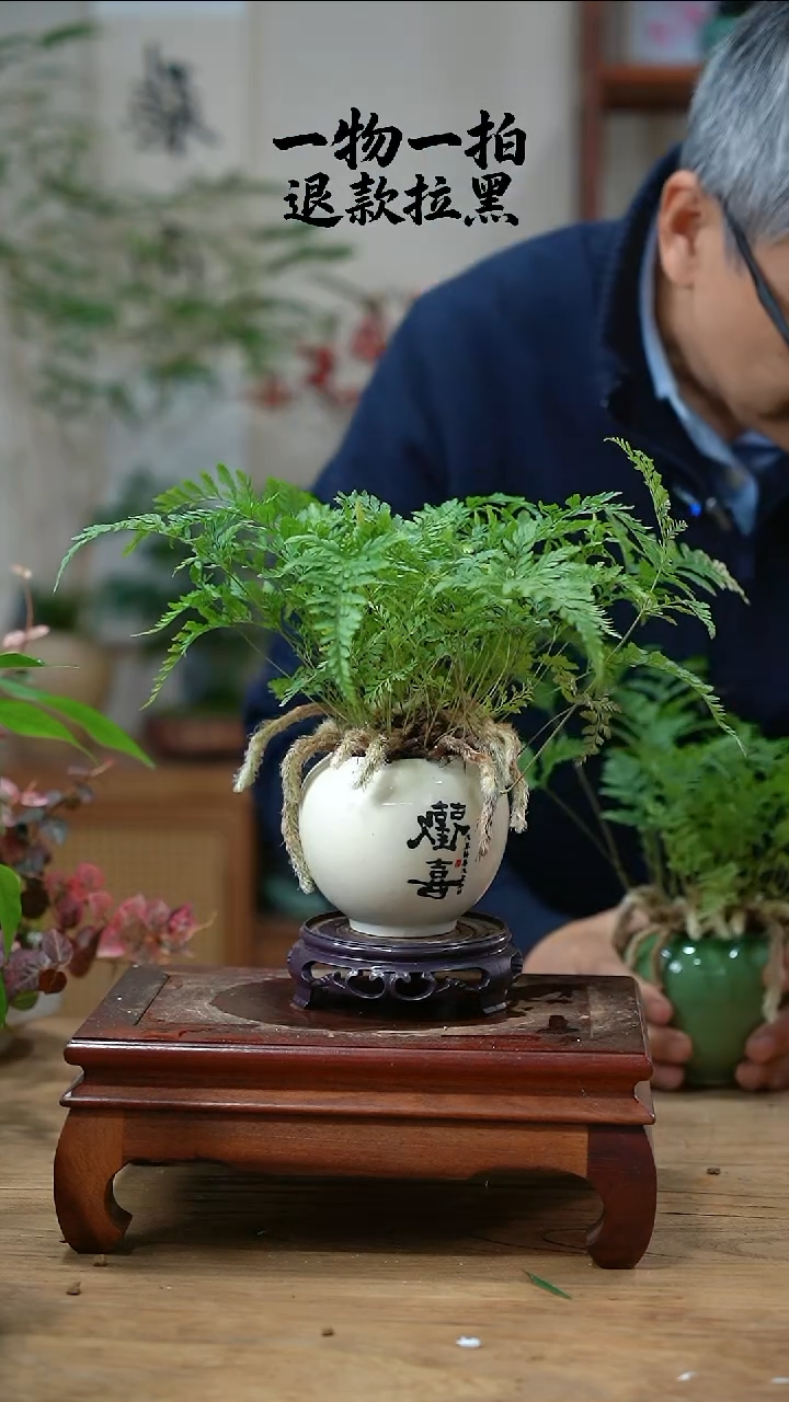 完全开放春***爱281狼尾蕨