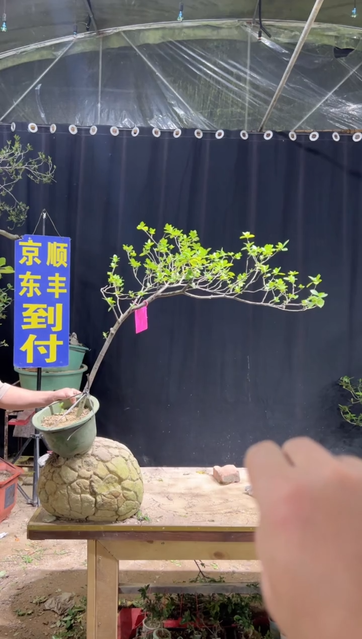 当前无花栽培后可以开花裴海岛栀子花