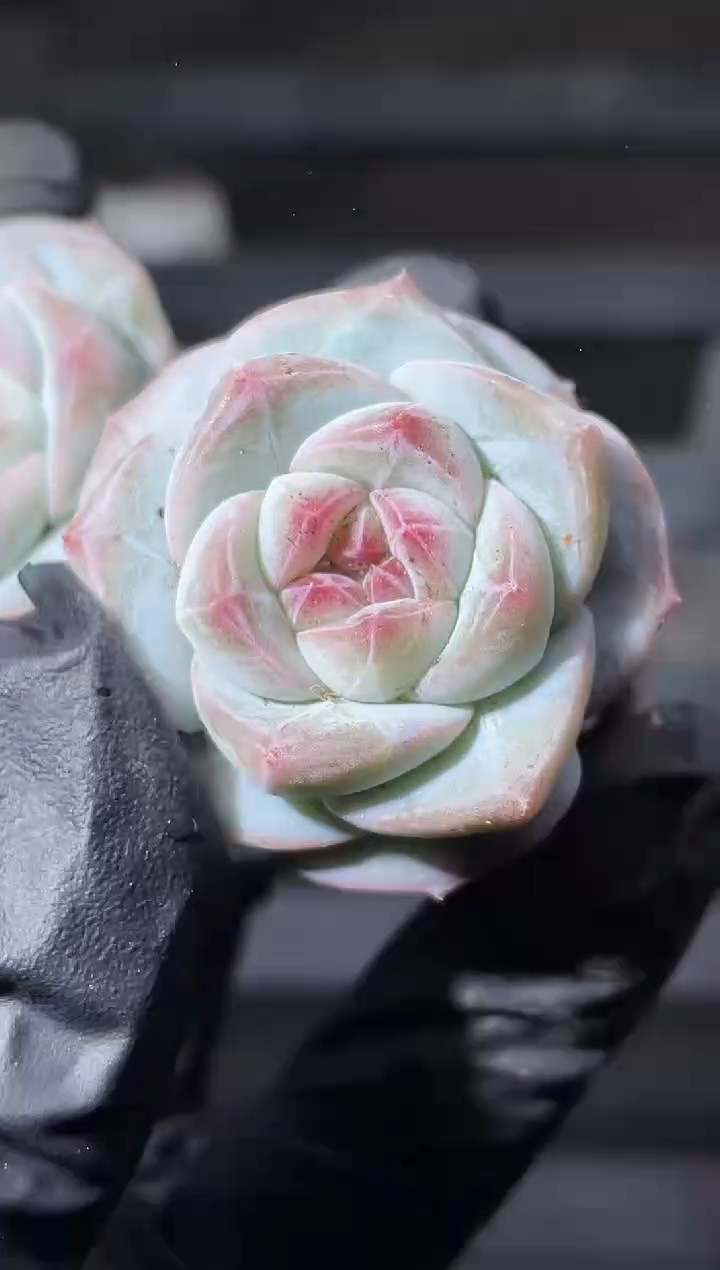 17-49 李白2-3厘米量拍发一颗