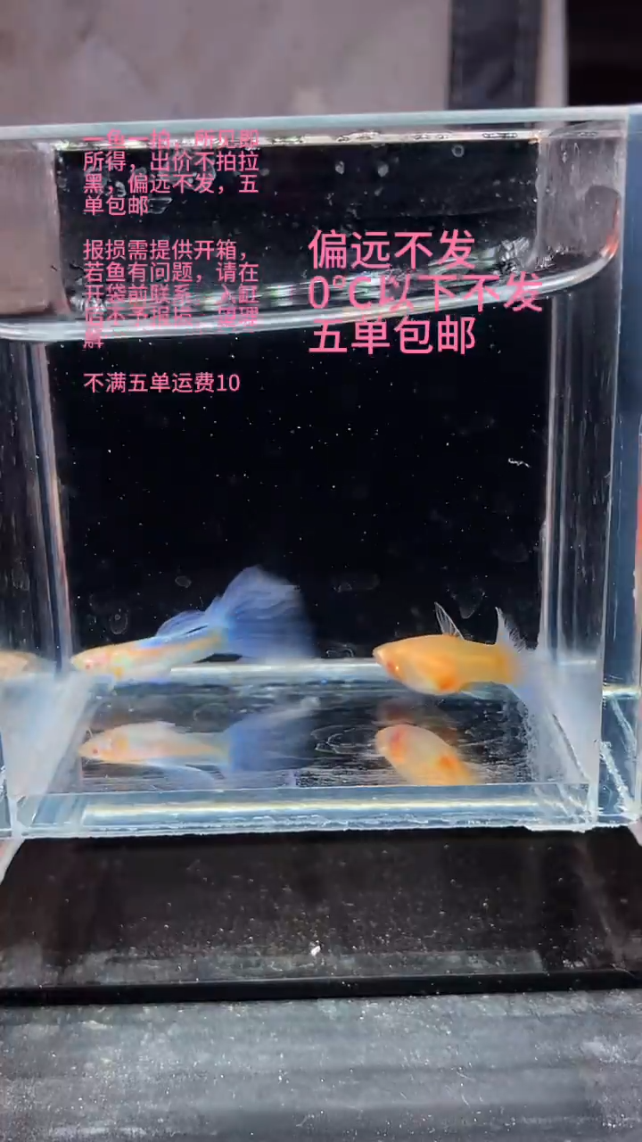 孔雀鱼孔雀鱼 18