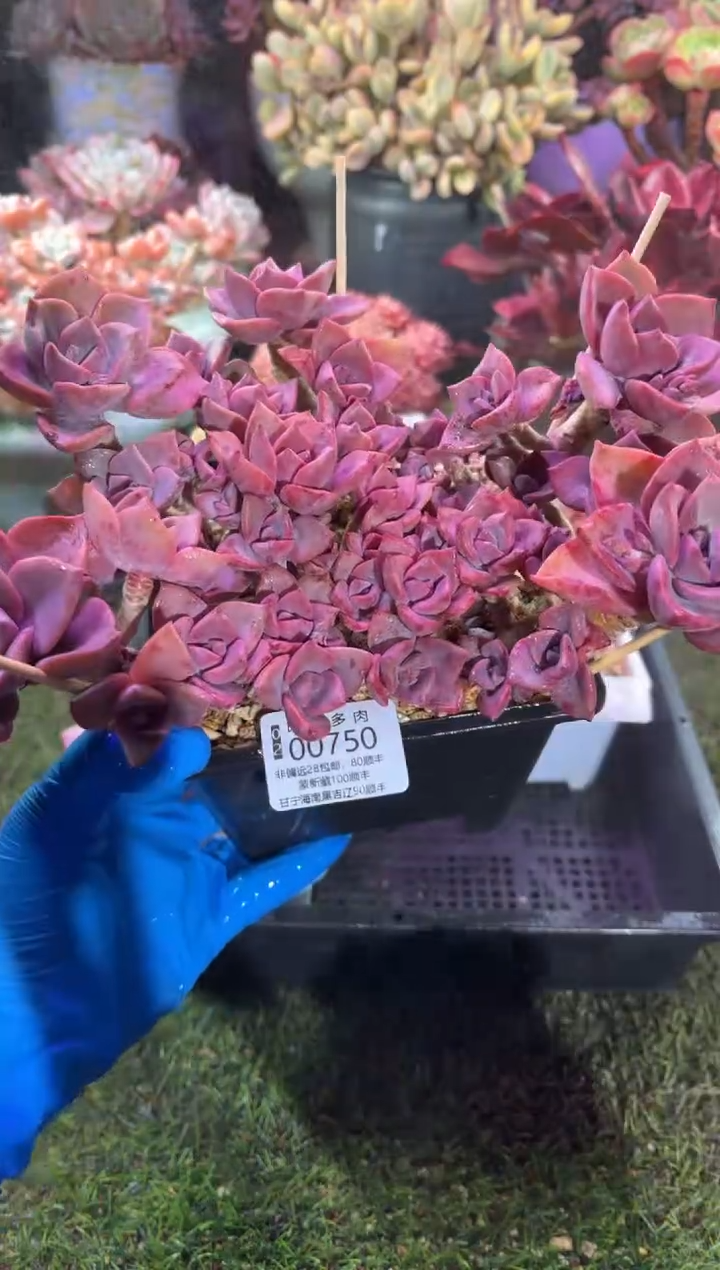 【闪购商品】00750