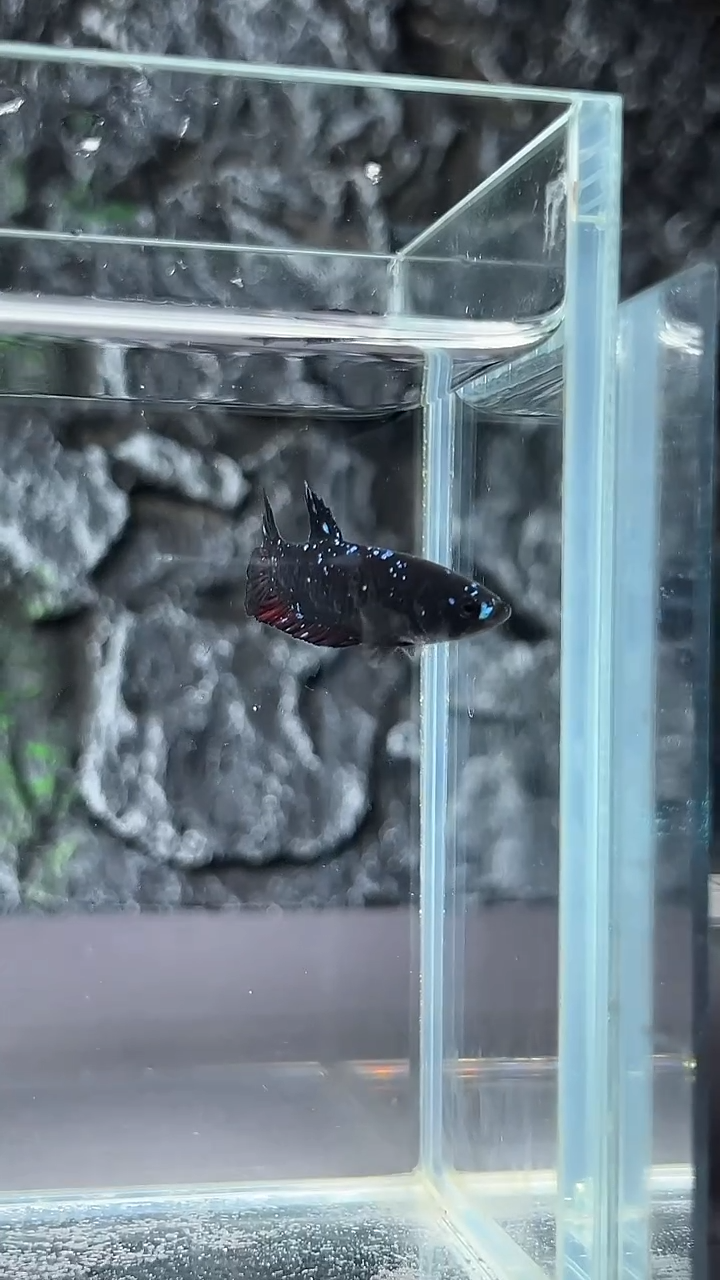 斗鱼竞拍链接A033