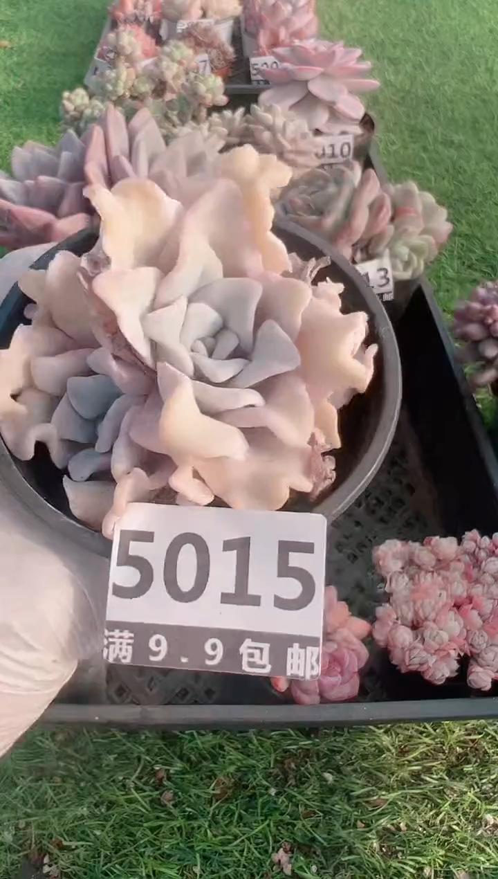 【闪购商品】信福多肉一物一拍