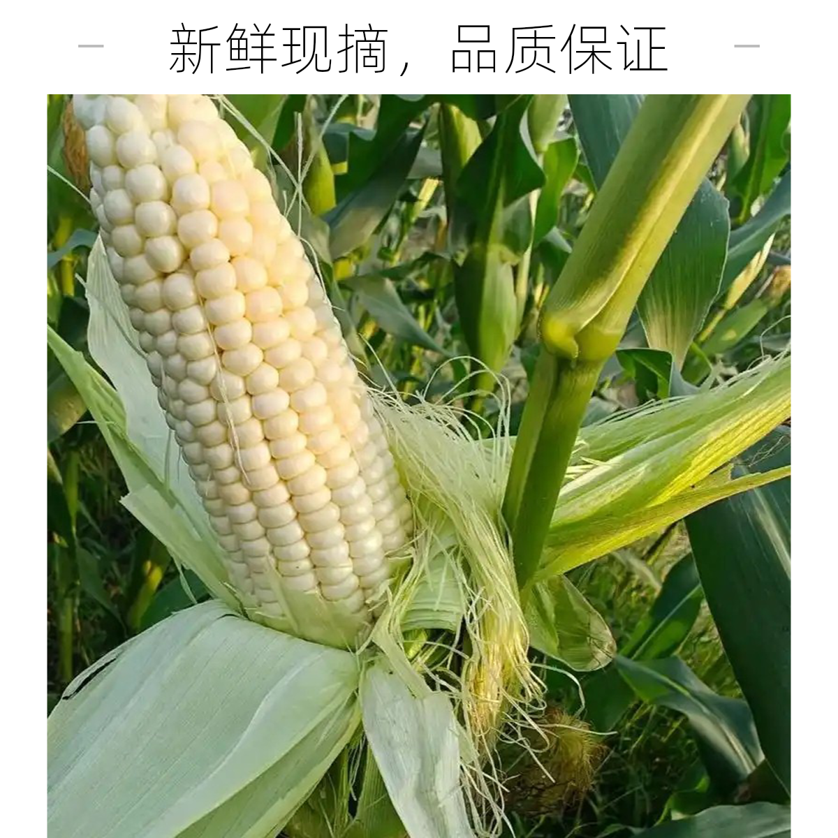 密云本地336农科糯玉10根，粘甜糯，现掰现发不去头不去尾北京市