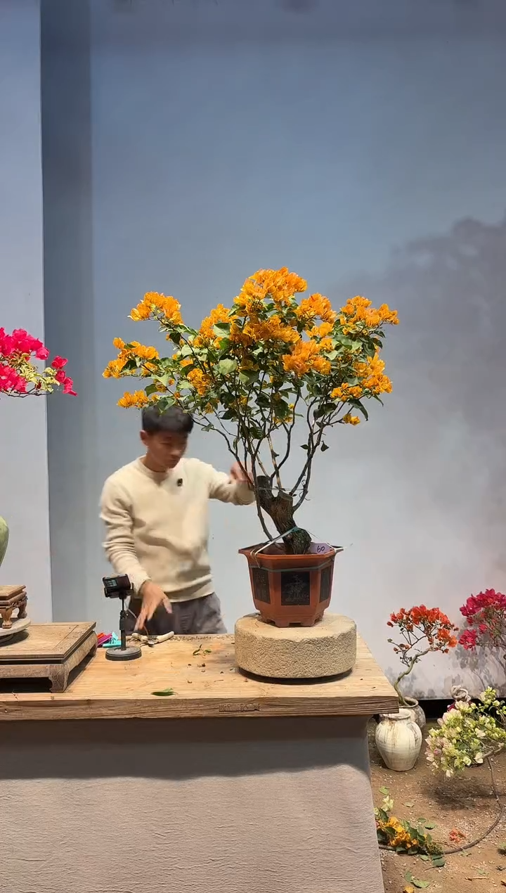 以实际为准流*三角梅60