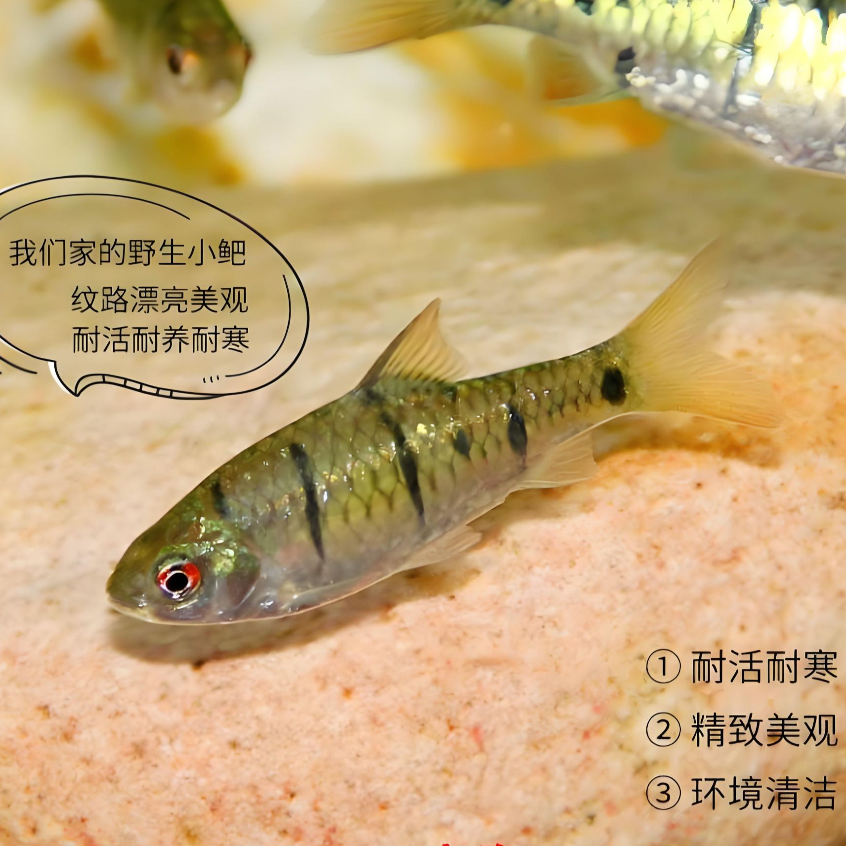 原生条纹小鲃观赏鱼｜冷水群游｜啃藻除油膜｜溪流缸造景冷水鱼‌斗鱼