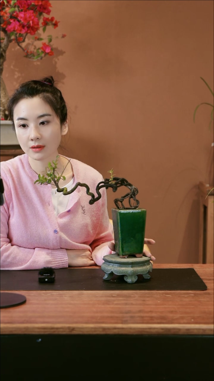 【闪购商品】盆景黑骨茶