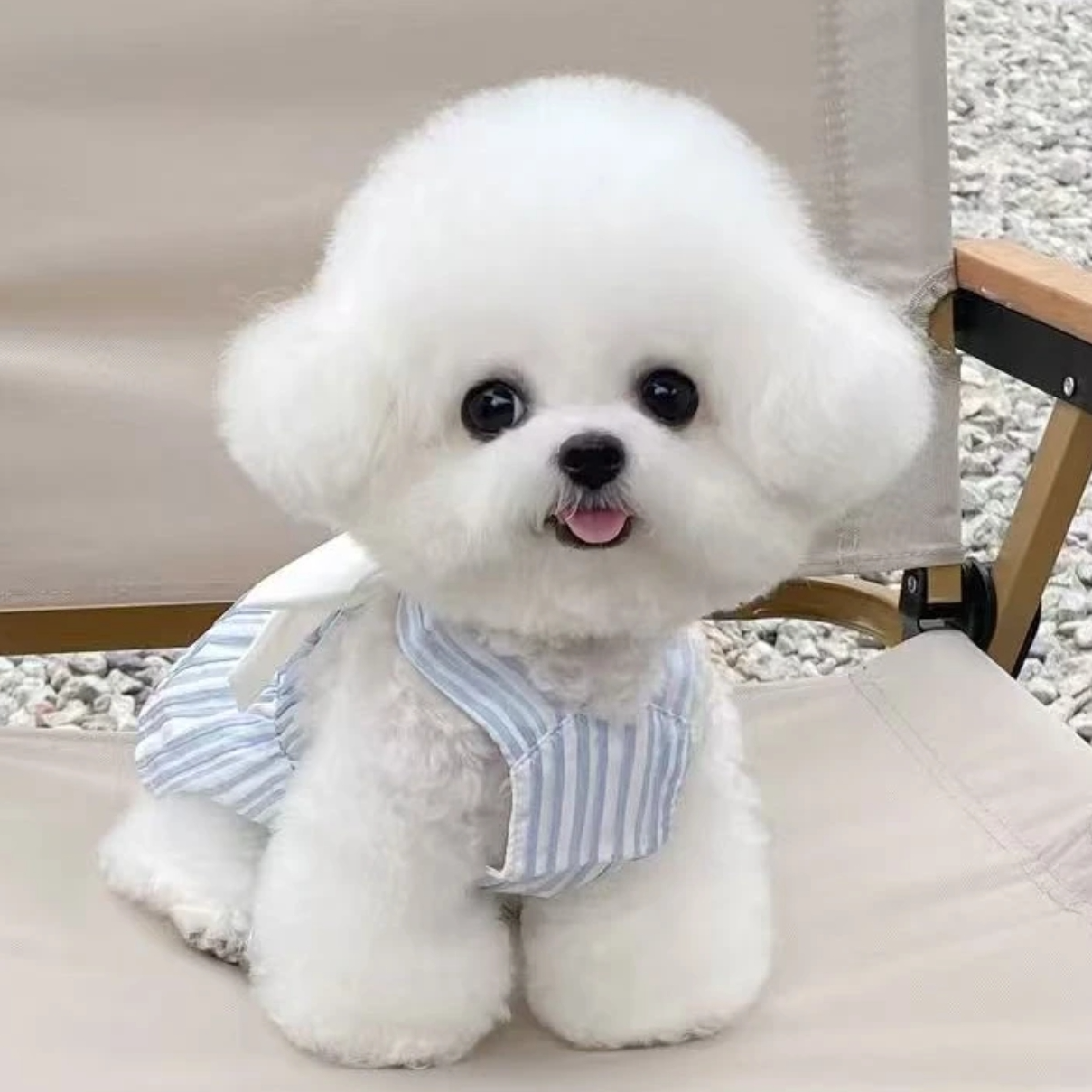 宠物狗小体型自选 博美比熊泰迪等衣服 TT