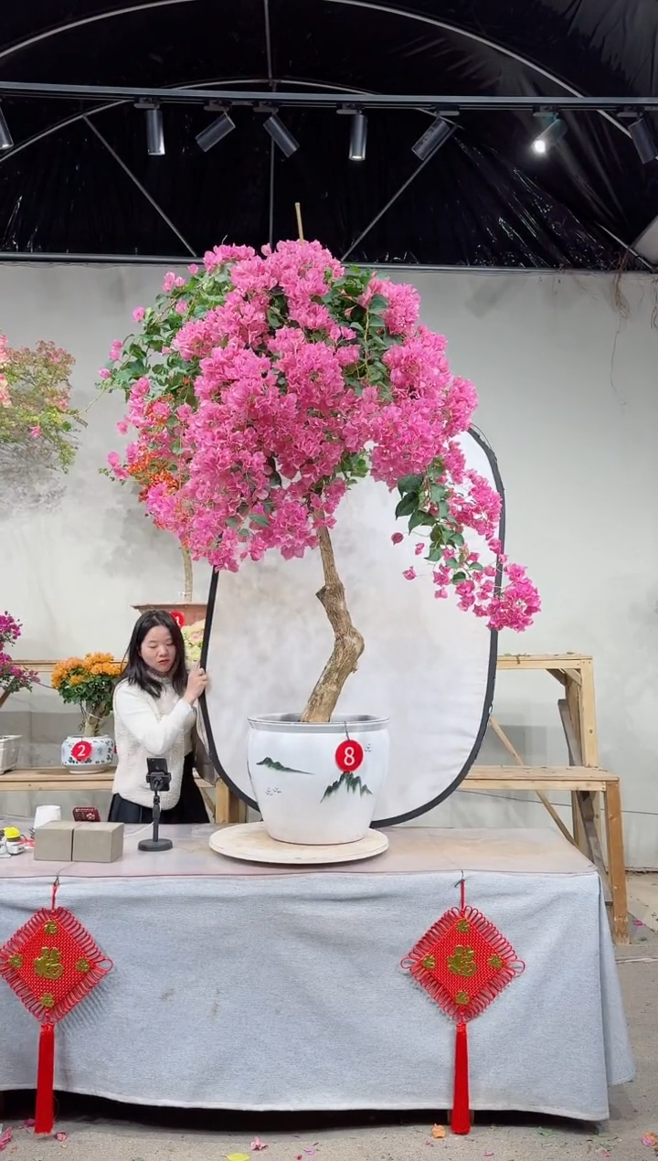 【闪购商品】盆景暗斑丽人