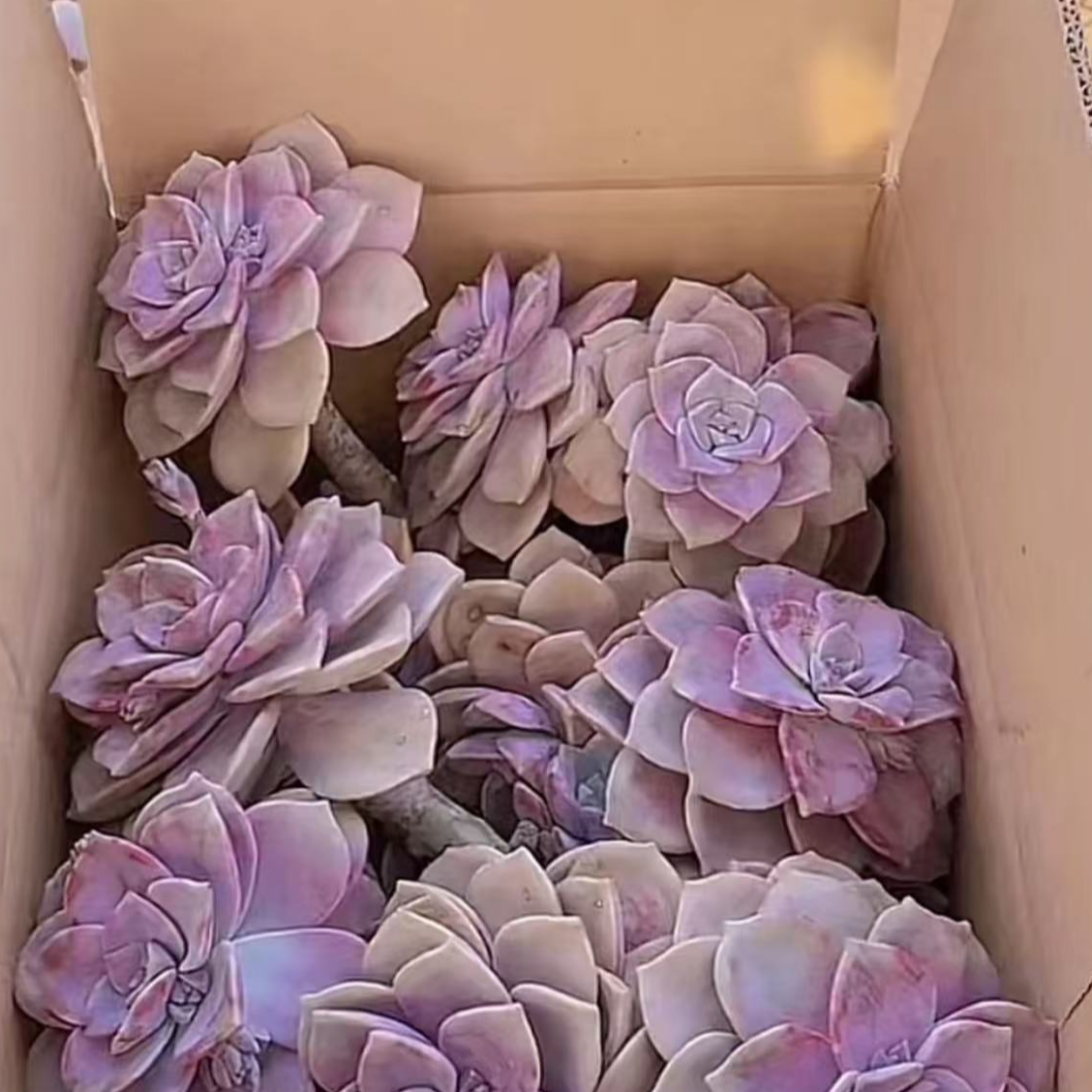 精品多肉  箱拍紫乐断枝和断头满满一箱（不售后）