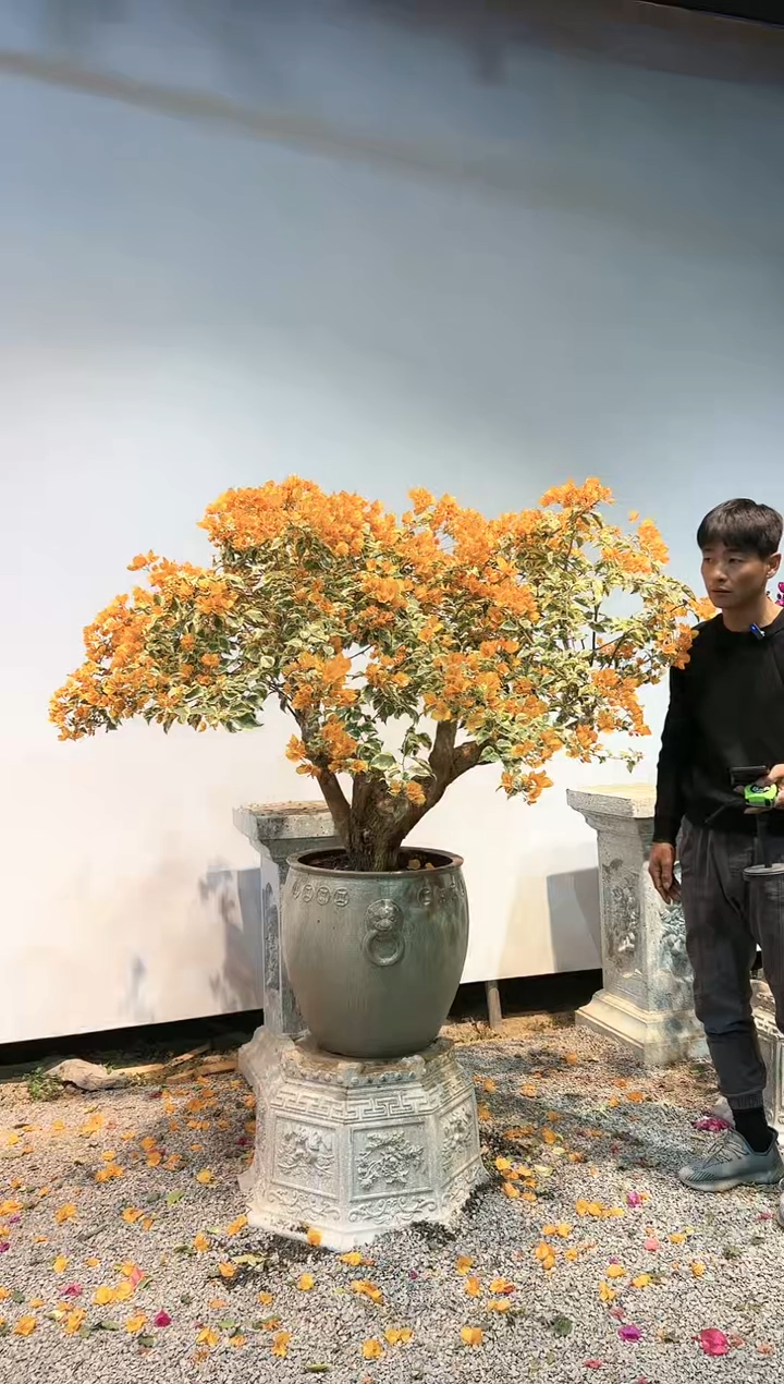 【闪购商品】AA924